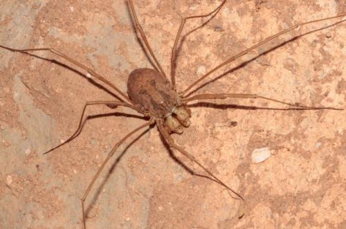 Réf. 227 434 : Metaphalangium sp.